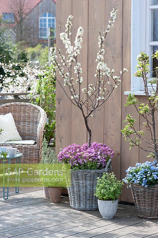 Spring patio with Prunus domestica subsp. syriaca, Arabis caucasica 'Roselite', Pyrus, Myosotis, Origanum and Rosmarinus 