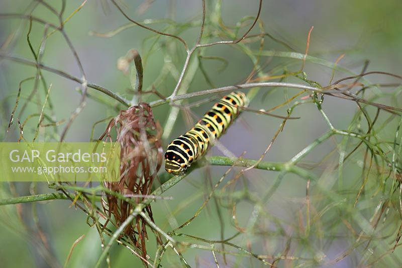 Caterpillar of the dovetail - Papilio machaon on dill

