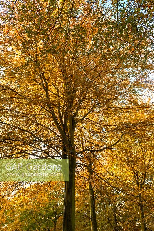 Fagus sylvatica- beech trees, autumn