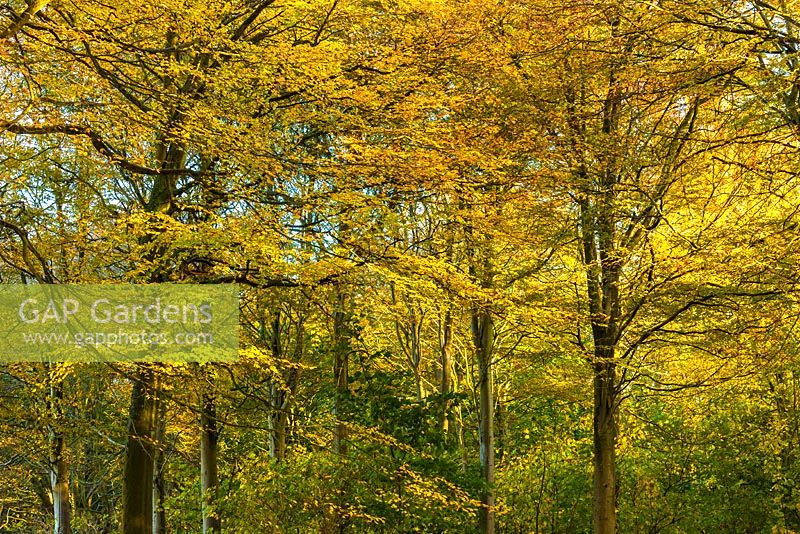 Fagus sylvatica - beech trees, autumn 