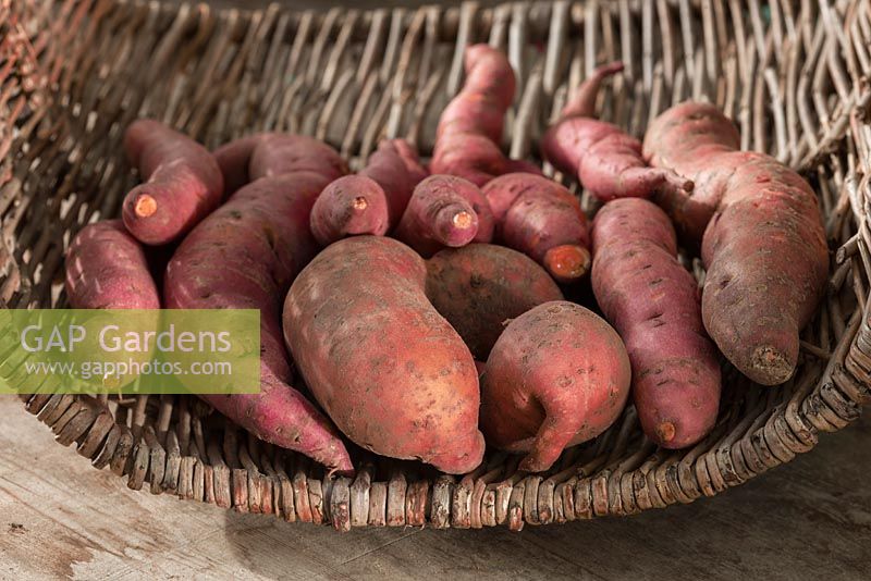 Ipomoea batatas 'Evangeline' - harvested sweet potato 