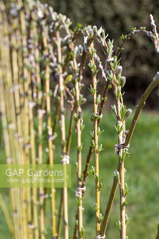 Detail of Scarlet Willow fence with catkins and leaves developing