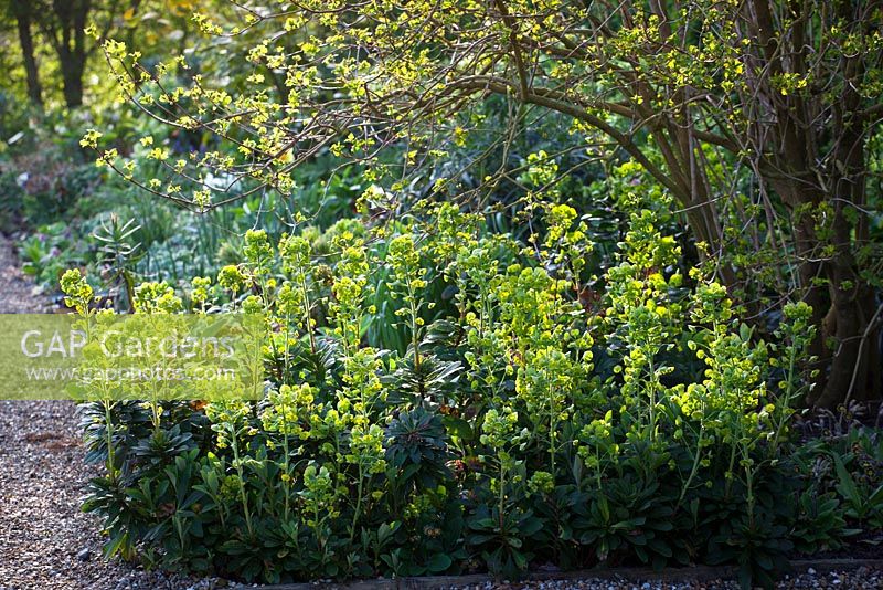Euphorbia amygdaloides var. robbiae in the shade bed at Perch Hill