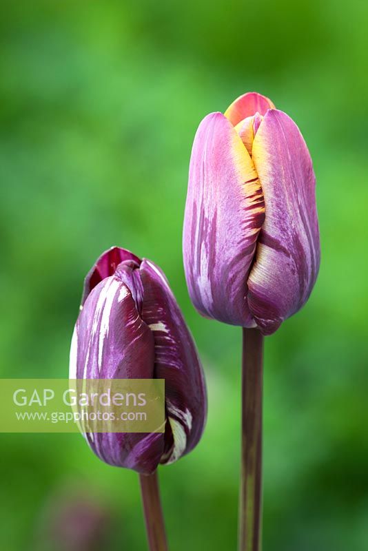 Tulipa 'Insulinde'