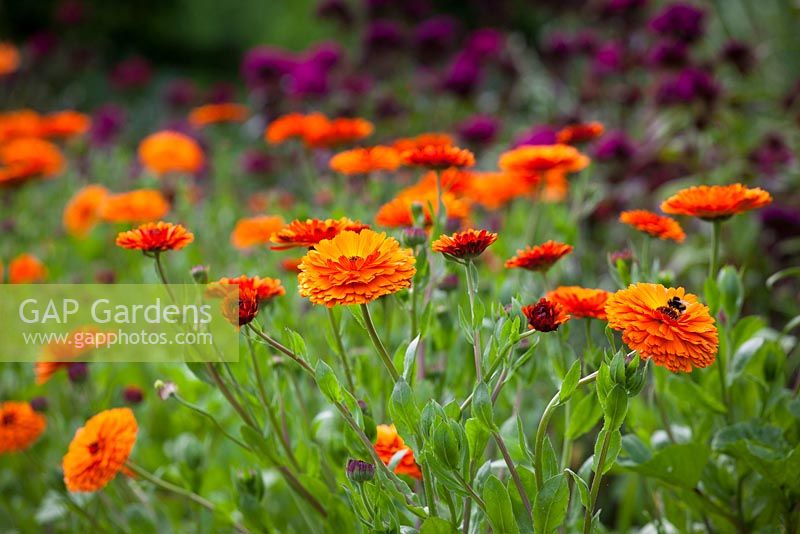Calendula officinalis 'Indian Prince', Prince Series with Dianthus barbatus 'Oschberg' in the cutting garden at Perch Hill. 