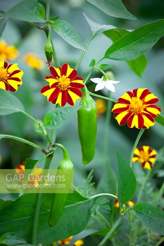 Companion planting of Tagetes patula 'Tall Scotch Prize' - French marigold with Chilli 'Hungarian Hot Wax'