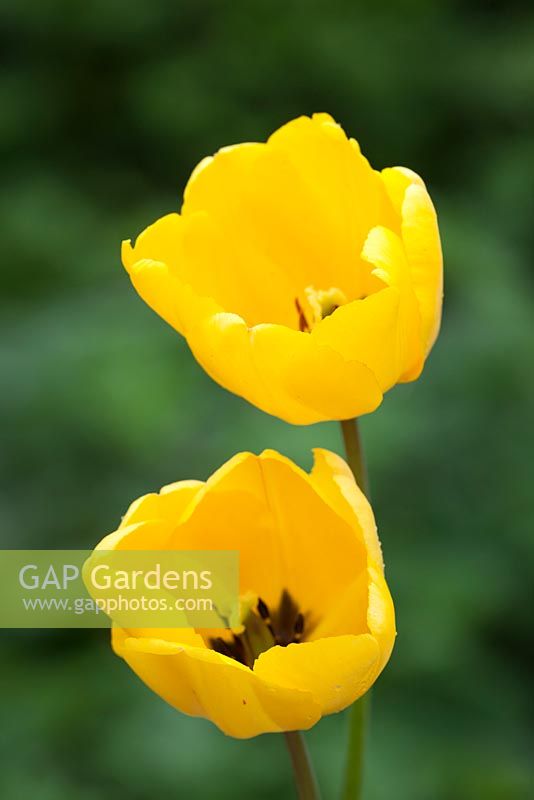 Tulipa 'Yellow Apeldoorn'
