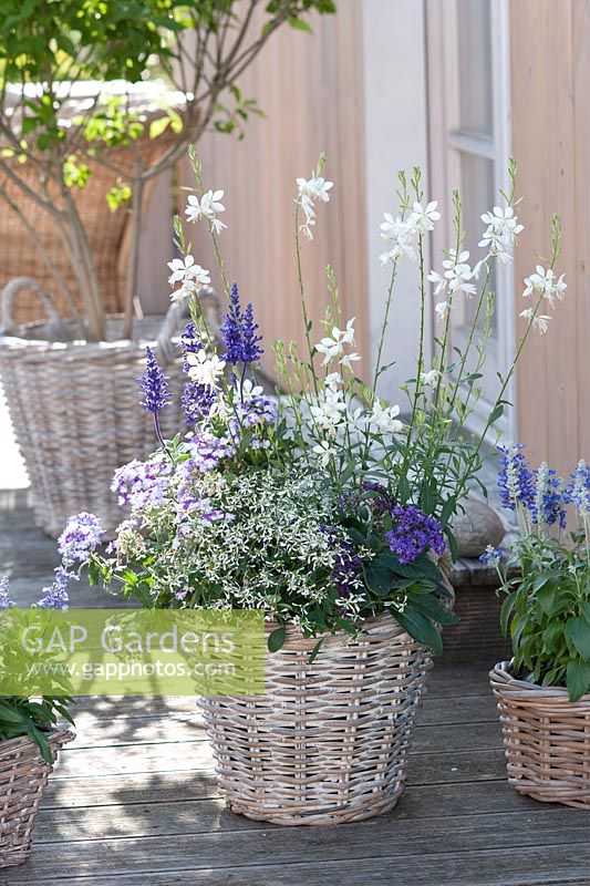 Gaura lindheimeri 'Whirling Butterflies', Euphorbia 'Diamond Frost', Heliotropium 'Blue Bouquet', Verbena Wicked 'Cool Blue' and Salvia farinacea 'Midnight Candle' 