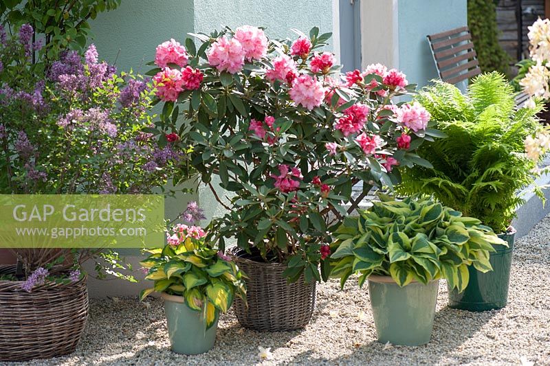 Rhododendron 'Robert de Belder', Hosta sieboldiana 'Wide Brim', Matteuccia and Syringa meyeri 'Palibin' in containers
