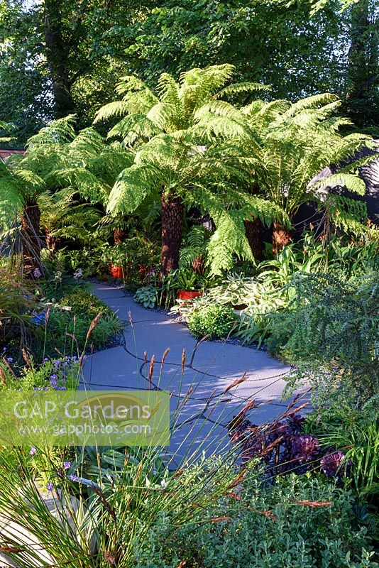 Garden For Crohns Disease. Hardy Exotics planting with Dicksonia antartica. Designers: Andrew Fisher Tomlin and Dan Bowyer. Sponsors: Bowel Disease UK. RHS Hampton Court Palace Flower Show 2016