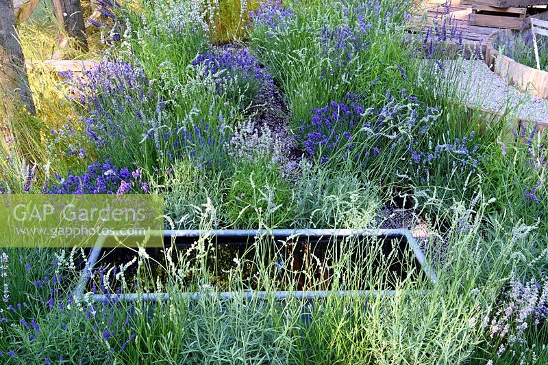 The Lavender Garden. Water trough amongst mixed lavender. Designers: Paula Napper, Sara Warren and Donna King. Sponsors: Shropshire Lavender. RHS Hampton Court Palace Flower Show 2016