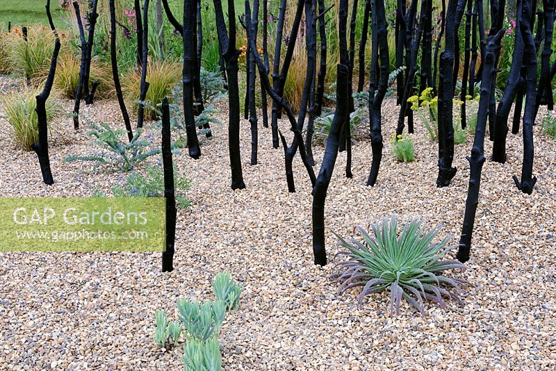 Striving For Survival. Stained Branches in gravel bed. Designers: Holly Fleming Sponsors: Pancreatic Cancer Action. RHS Hampton Court Palace Flower Show 2016