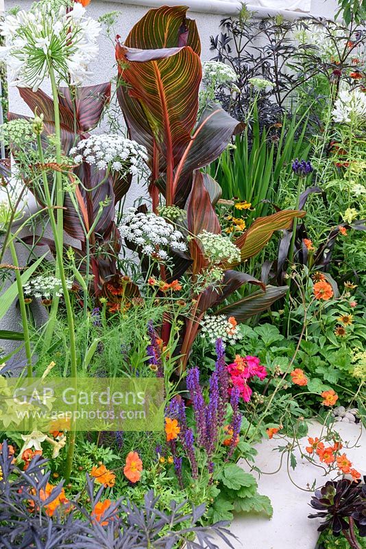 New Horizons City Garden. Colourful summer planting in raised bed orange, red and blues. Border with canna, geum, salvia and aeonium Designers: Beautiful Borders. Sponsors: Beautiful borders Garden Design. RHS Hampton Court Palace Flower Show 2016