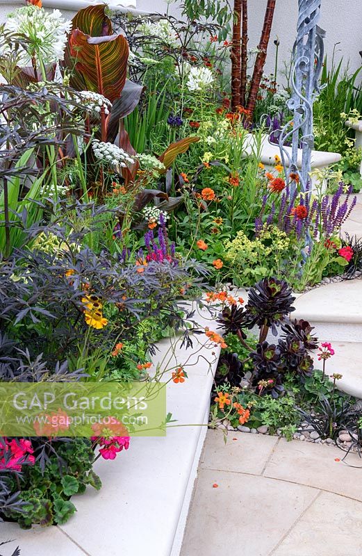 New Horizons City Garden. Colourful summer planting in raised bed orange, red and blues. Border with canna, geum, salvia and aeonium Designers: Beautiful Borders. Sponsors: Beautiful borders Garden Design. RHS Hampton Court Palace Flower Show 2016

