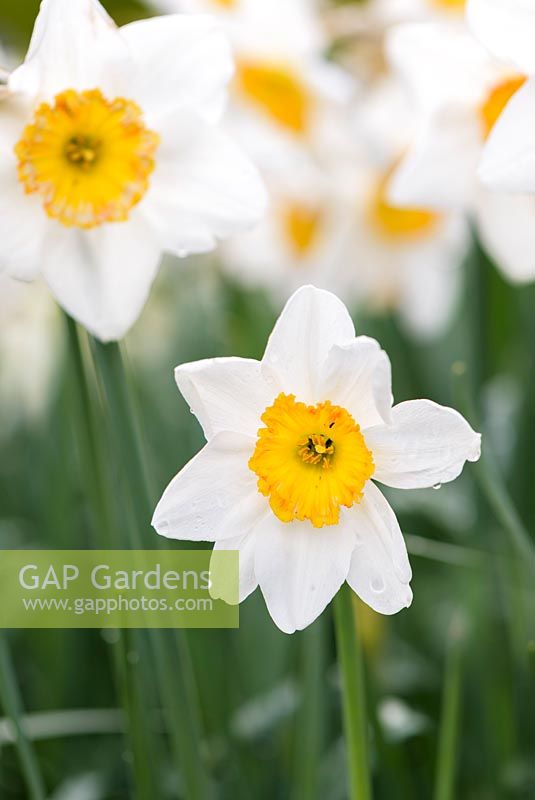 Narcissus 'Jersey Lace', April