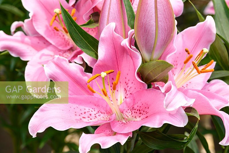 Lilium 'Casale'- Oriental Lily - May