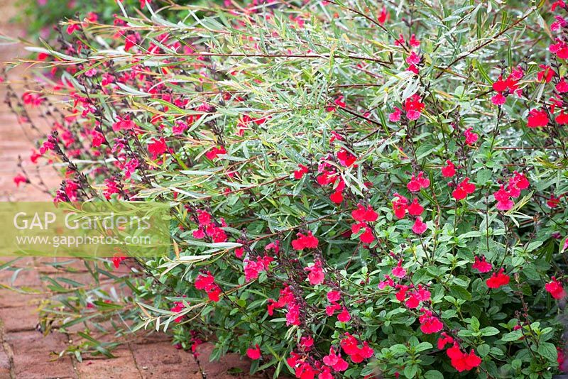 Salvia 'Jezebel' with Salix purpurea 'Nancy Saunders' AGM - Purple Osier Willow