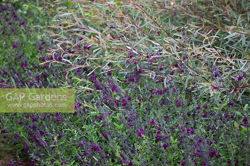 Salvia jamensis 'Nachtvlinder' - Woody sage with Salix purpurea 'Nancy Saunders' AGM - Purple Osier Willow