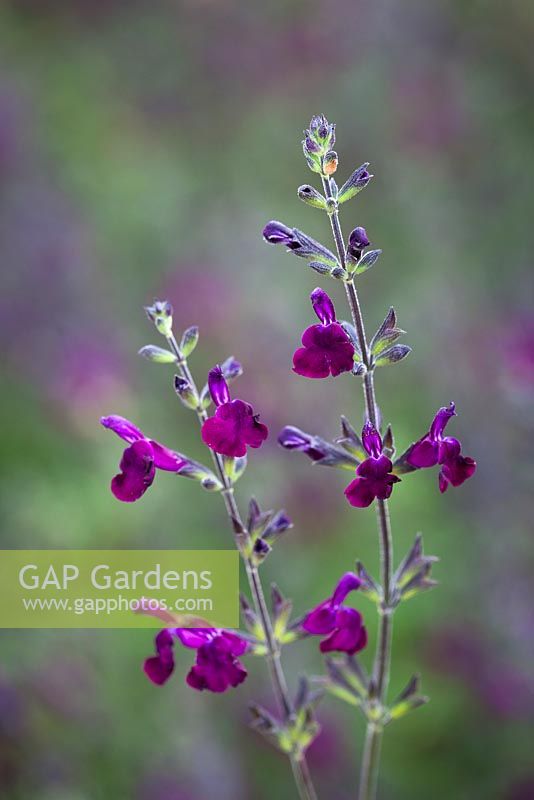 Salvia jamensis 'Nachtvlinder' - Woody sage