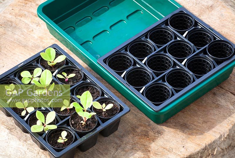 Plastic seed trays and jiffy pots. Seedlings of Talinum paniculatum 'Limon'