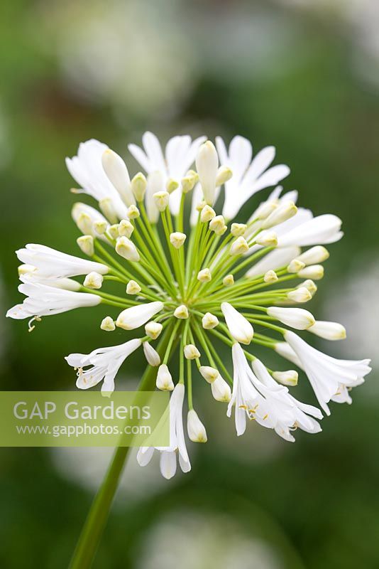 Agapanthus 'White Heaven' - African lily
