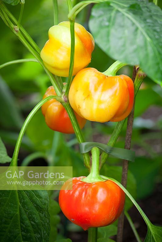 Capsicum annuum var. annuum Grossum Group. Sweet pepper 'Alma Paprika'