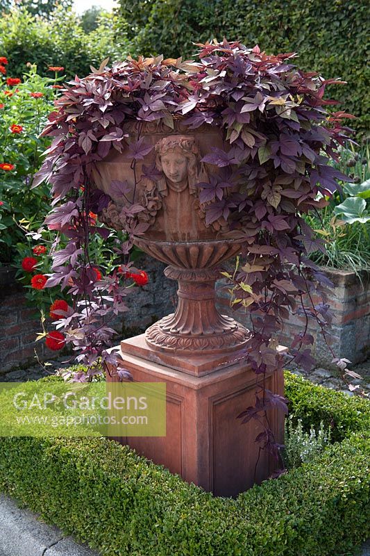 Ornate urn with Ipomeoa batatas 'Sweet Caroline Purple' and Buxus hedge