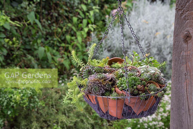A hanging basket planted with Succulents, terracotta pots and crocks