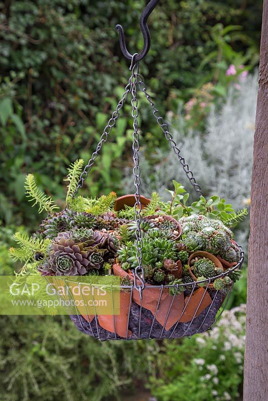 A hanging basket planted with Succulents, terracotta pots and crocks