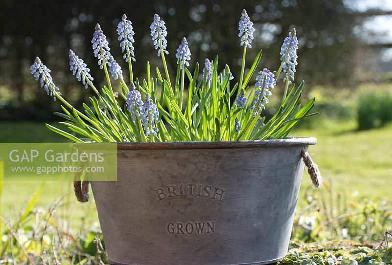 Muscari - grape hyacinth in a metal pot printed British Grown, a spring flowering bulb in March