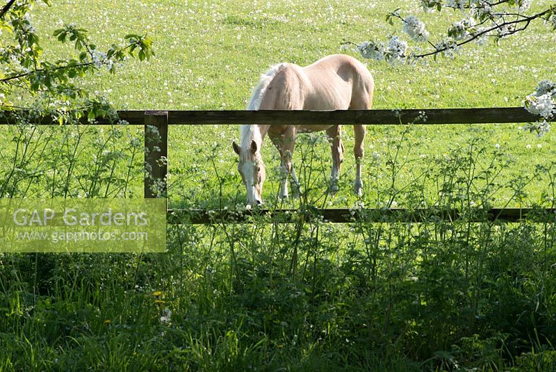 Anthriscus sylvestris - cow parsley and a pony grazing in the paddock in the early morning light - Gowan Cottage in May.