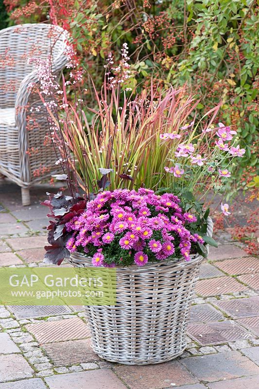 Aster dumosus 'Rose Crystal', Anemone Pretty Lady 'Diana', Heuchera and Imperata cylindrica 'Red Baron' in basket