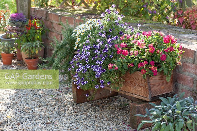 Wooden box planted with Lantana Bandana 'Cherry Improved', Petunia 'Violet Star', Argyranthemum frutescens and Rosmarinus 