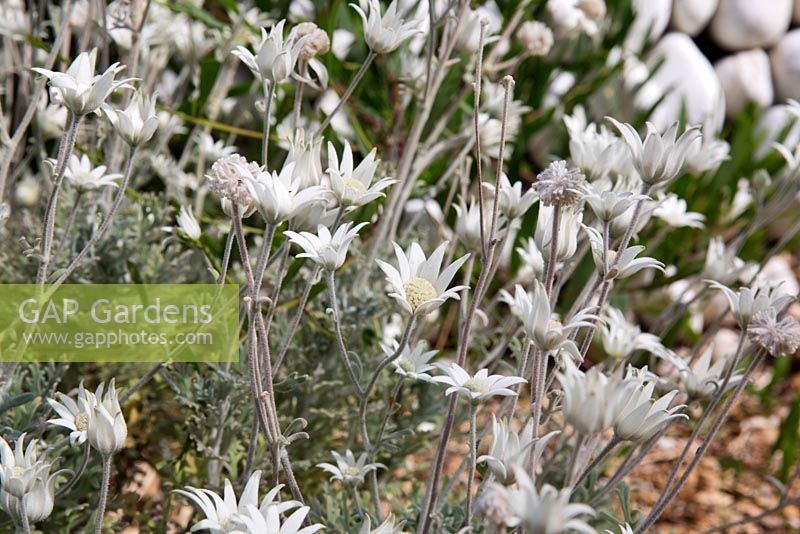 Actinotus helianthi, Flannel flower, small plant with grey green woolly foliage and white star shaped flowers.