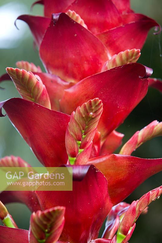 Alcantarea imperialis rubra, details of a scarlet red flower stalk with emergent flower buds.