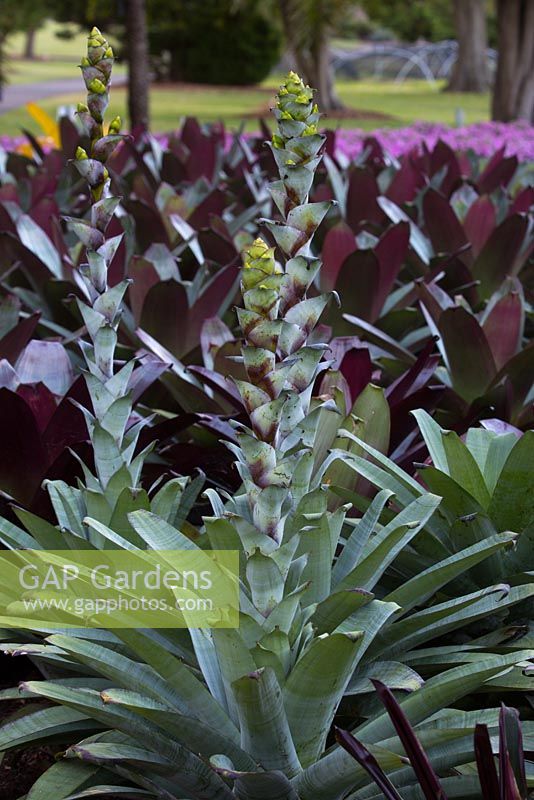 Alcanterea extensa, large strappy leaved bromeliad with silver, grey, and purple flower spike with bright green emerging flower buds.