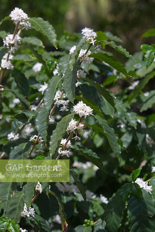 Coffea arabica, shrubs with glossy green leaves and masses of clusters of small white flowers growing along the length of each stem.