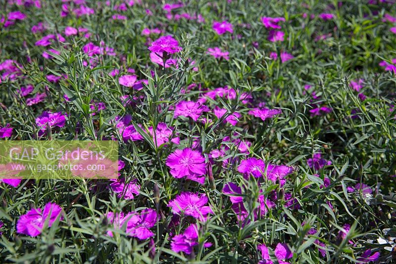 Dianthus 'Lets Celebrate', ground cover with pointed grey green leaves and pink flowers.