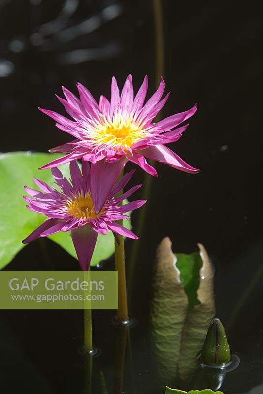 Nymphaea 'Charlies Pride', pale pink flowers of a tropical day flowering waterlily