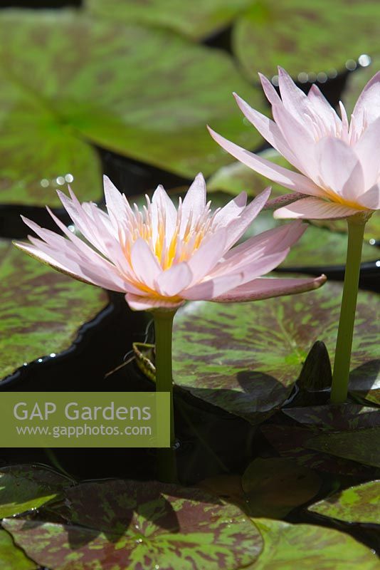 Nymphaea 'Noelene', pale pink flowers of a tropical day flowering waterlily with green lilypads marked with red flecks.