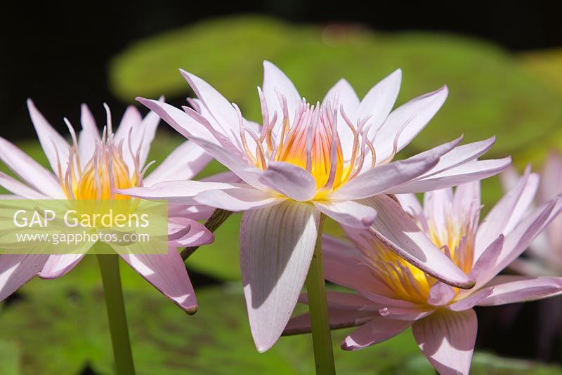 Nymphaea 'Pam Wilson', pale pink flowers of a tropical day flowering waterlily with green lilypads marked with red flecks.