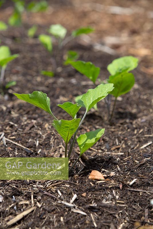 Solanum melongena 'Supreme', eggplant seedlings growing in a vegetable garden.