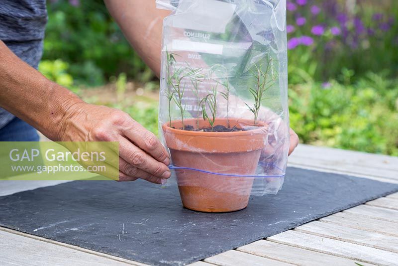 Cover the Grevillea cuttings with a polythene bag to retain heat and moisture