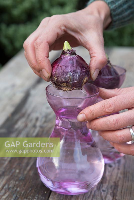 Place the Hyacinth bulbs in the vases ensuring the roots touch the water