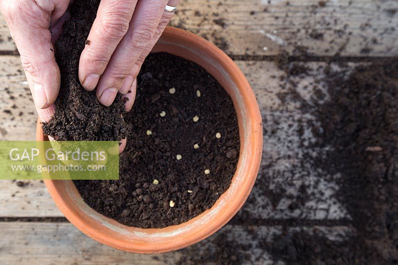 Cover the Jalapeno Pepper seeds with a thin layer of compost