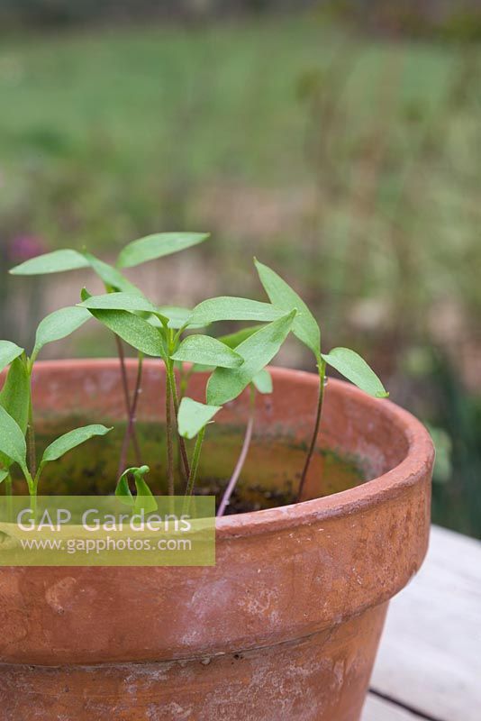 Jalapeno Pepper seedlings in terracotta pot