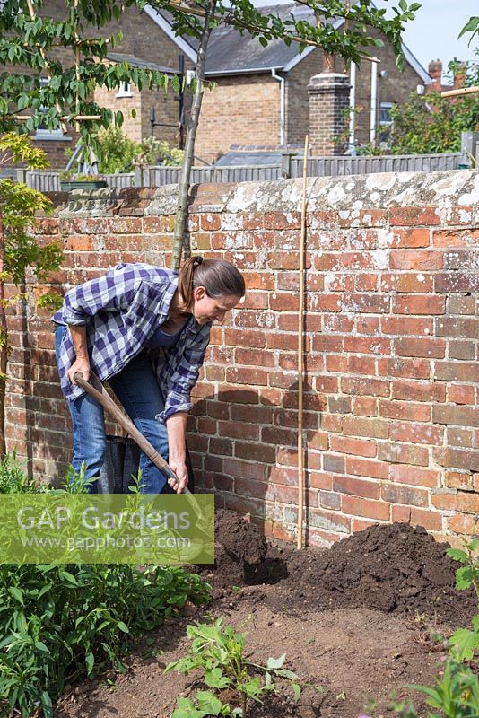 Dig a hole deep enough to plant the common Hornbeam below ground level