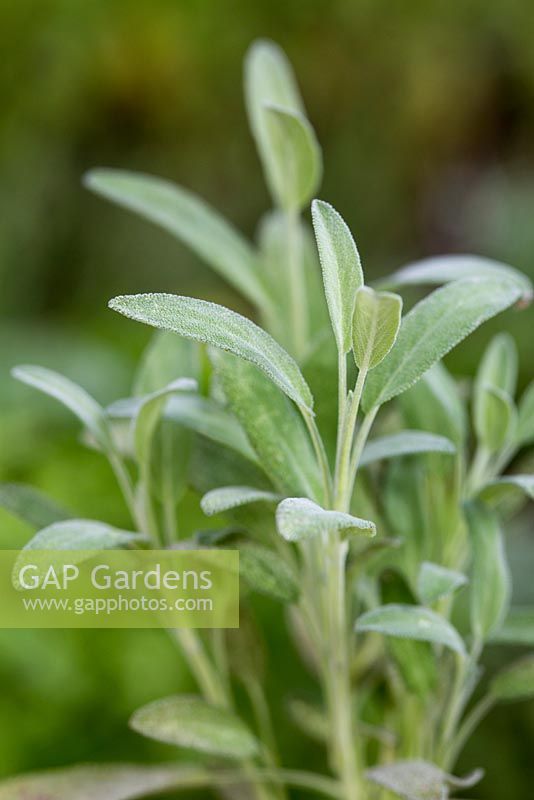Salvia lavandulifolia - Lavender sage