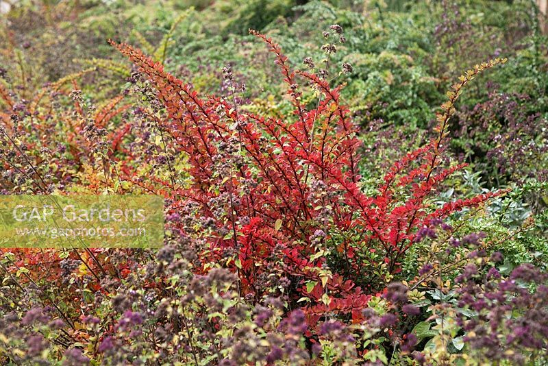 Autumn colour in shrub border with Berberis and Origanum vulgare - Oregano and Barberries - September
