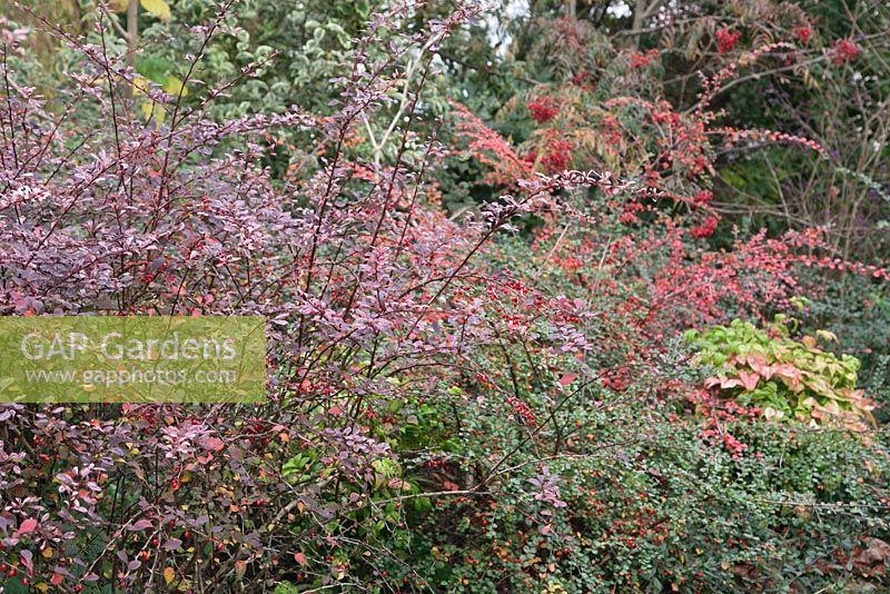 Berberis thunbergii 'Rose Glow', Cotoneaster horizontalis and Nandina domestica 'Firepower' - November